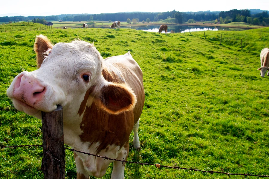 Curso Bem-Estar Animal no Abate de Bovinos